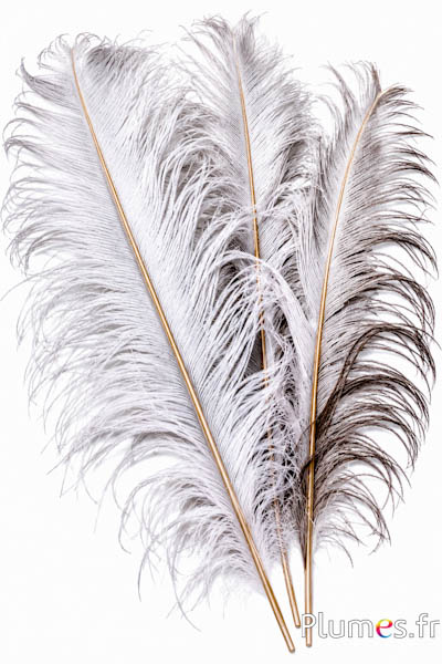 Struzzo con raggio dorato fine – 38-42 cm – crema grigio naturale